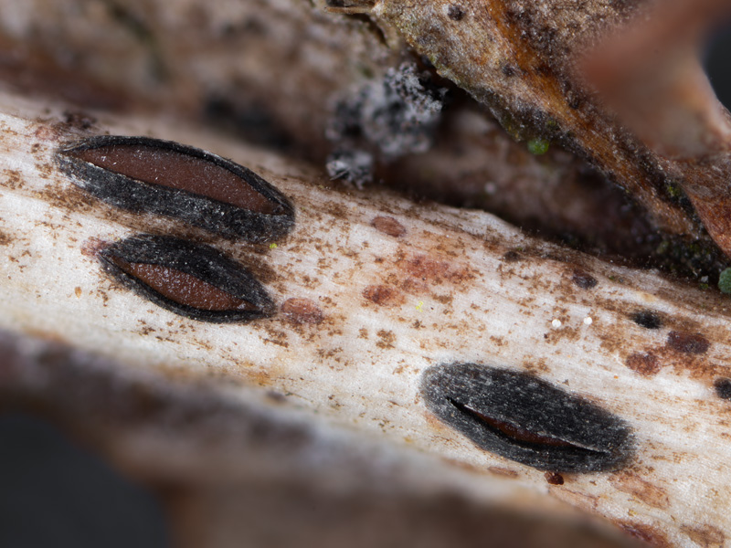 Lophodermium petiolicola